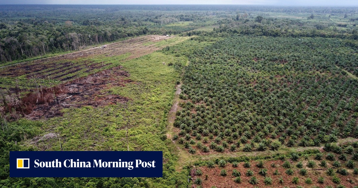Climate change: Indonesia forest loss released carbon equal to Ukraine fossil-fuel use in 2021, data platform shows - Vimarsana News