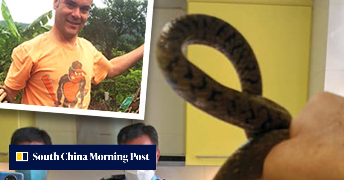 'Crazy catches': venomous vipers in quarantine centre to baby cobra hidden in flat, Hong Kong snake catcher reveals all - Vimarsana News