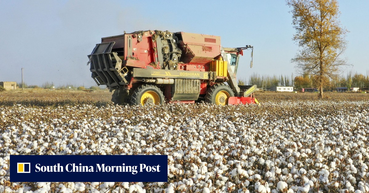 China cotton production set to grow in 2022 as Xinjiang offsets drought-hit Yangtze River region - Vimarsana News