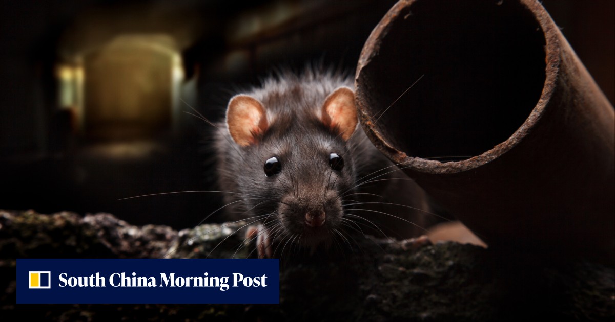 New York seeks 'bloodthirsty' rat tsar, offers up to US$170,000 a year - Vimarsana News