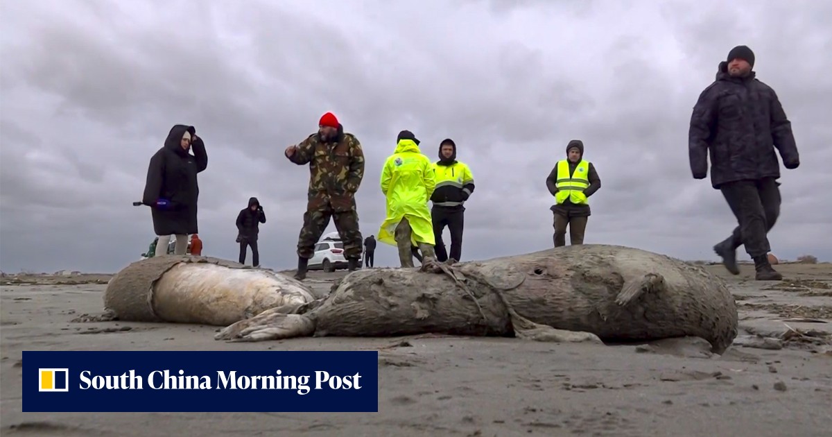 About 1,700 dead seals found on southern Russia's Caspian coast - Vimarsana News