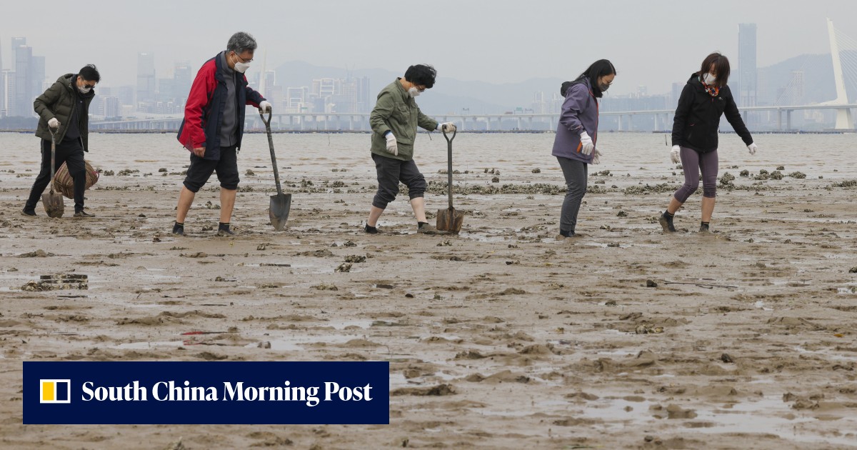 Call to mark 800 hectares in northwest Hong Kong as marine reserve to protect last stronghold of vulnerable seagrass species - Vimarsana News