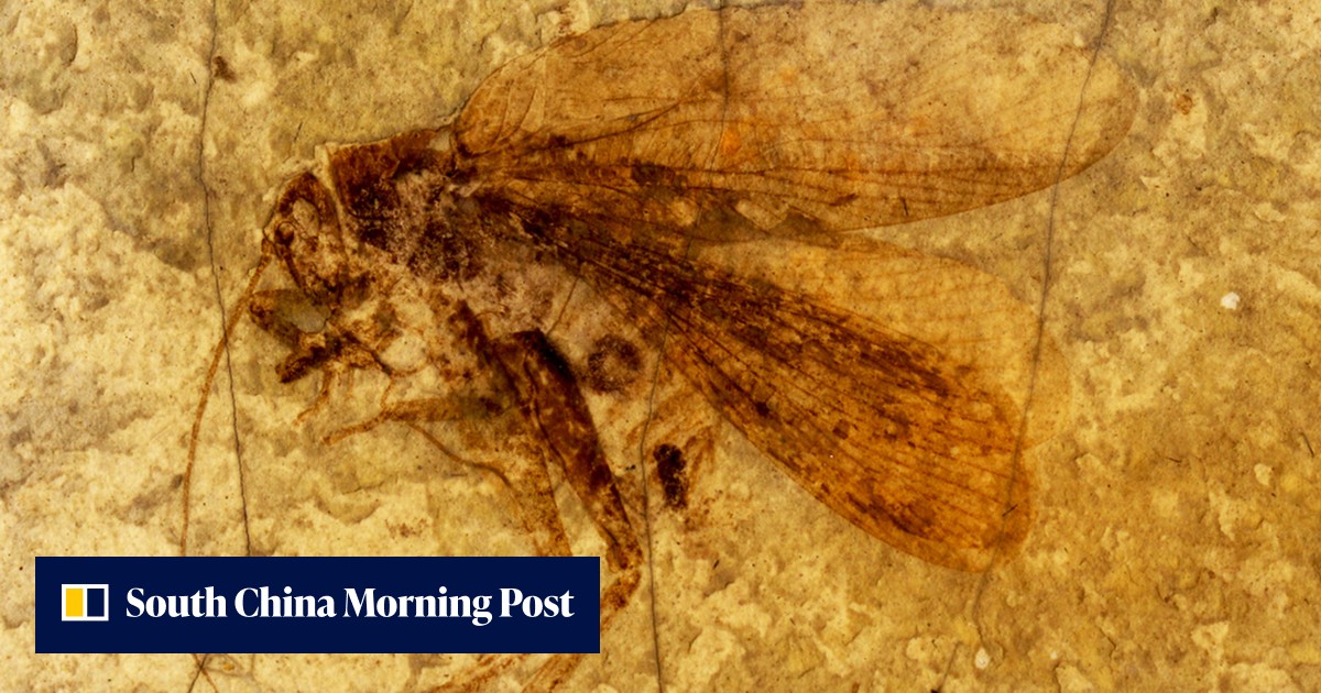 Insect fossils lead scientists to the singing katydid and sounds of the Mesozoic - Vimarsana News