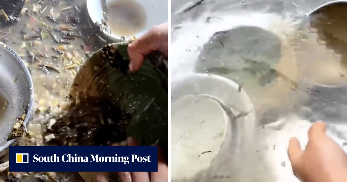 'It's more hygienic': woman follows Chinese tradition of using pig feed to wash dishes instead of liquid detergent, starts old customs debate - Vimarsana News