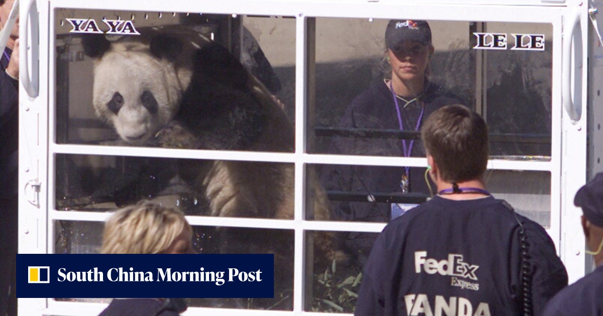 Bye-bye Ya Ya and Le Le: Memphis pandas to be returned to China - Vimarsana News