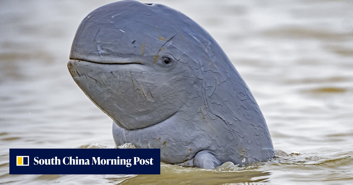 Deaths of 3 endangered Cambodian dolphins an 'increasingly alarming' situation - Vimarsana News