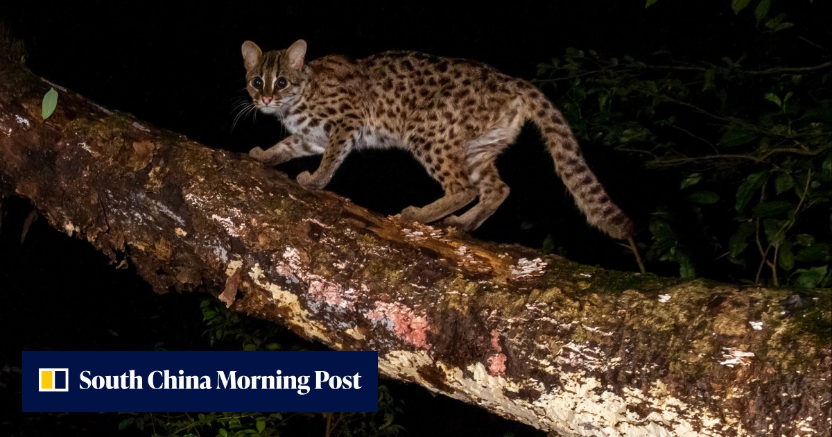 Hong Kong scientists excited to find rare leopard cats thriving in Kadoorie Farm reforested area - Vimarsana News