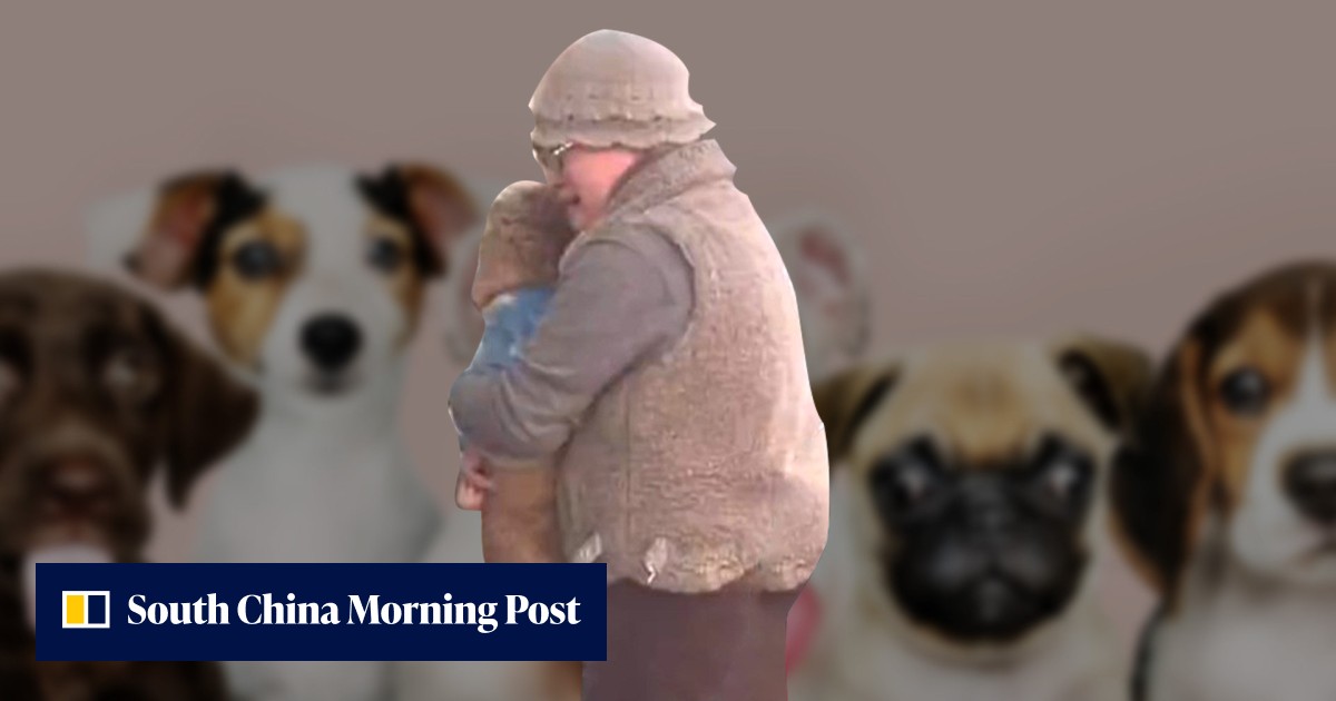 Pet passion: 50 million express animal emotions online after dogged detective tracks down lost canine sparking tearful reunion with Chinese owner - Vimarsana News