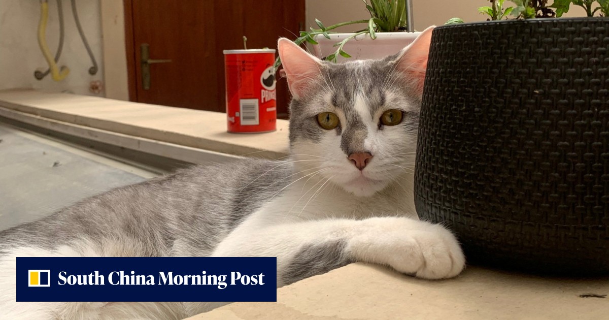 Bolivia calls in psychic to find missing cat Tito, as hunt for beloved pet captivates nation - Vimarsana News