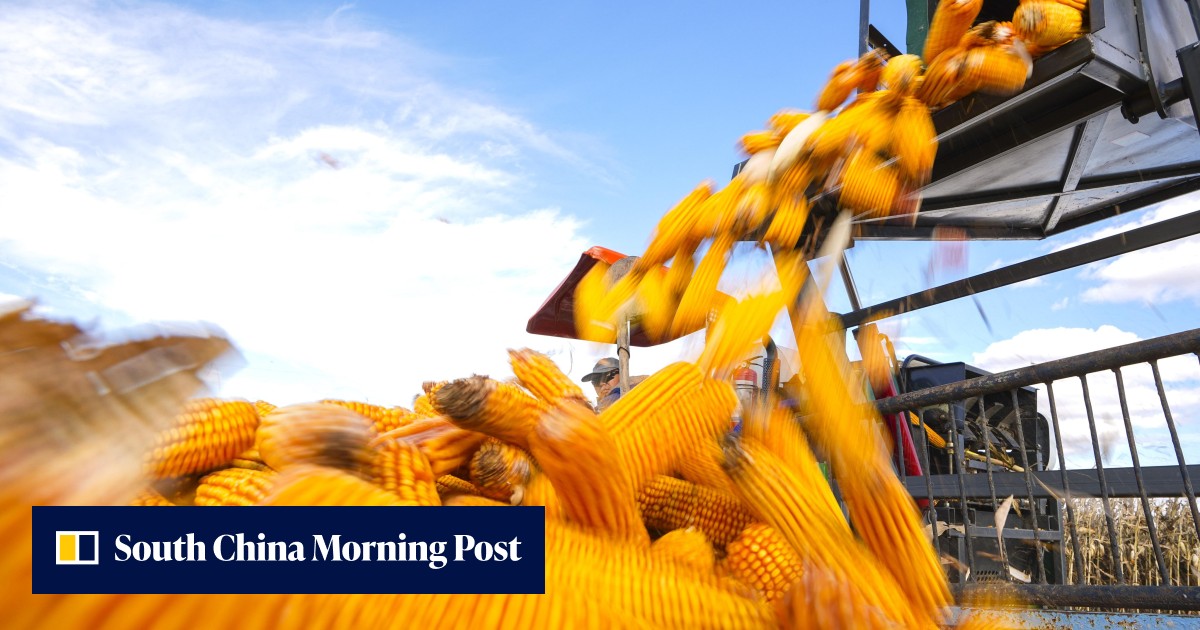 China's corn-based ethanol fuel threatens food security while crowding the market, state commentary warns - Vimarsana News