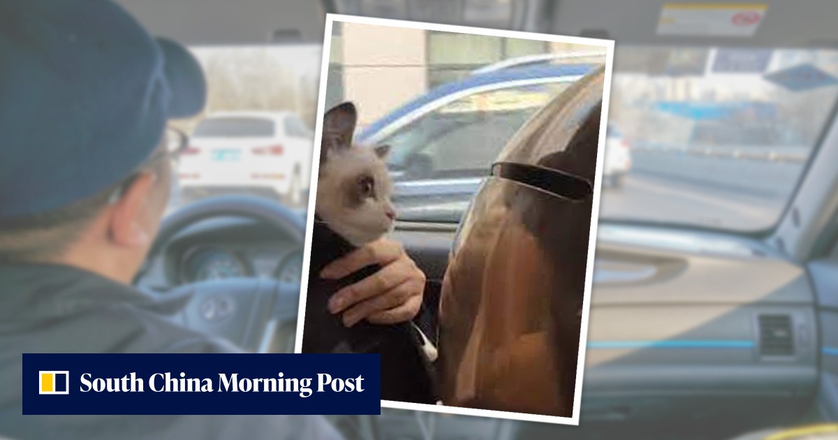 'Pets are family': Beijing woman and 2 kittens carpool for 26 hours on 1,600km road trip home to see relatives for Lunar New Year - Vimarsana News
