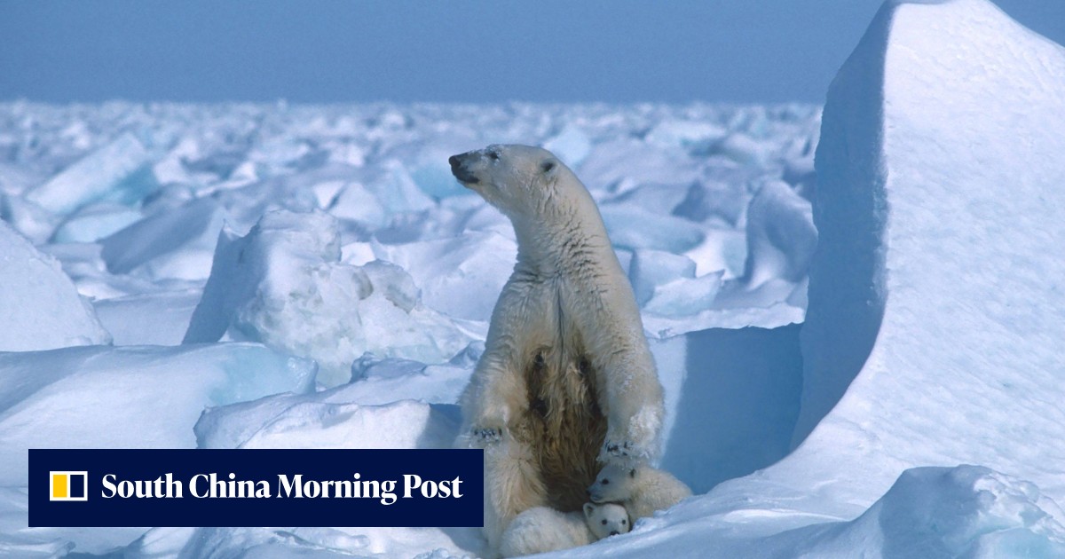 Mother and 1-year-old son killed in Alaska polar bear attack - Vimarsana News