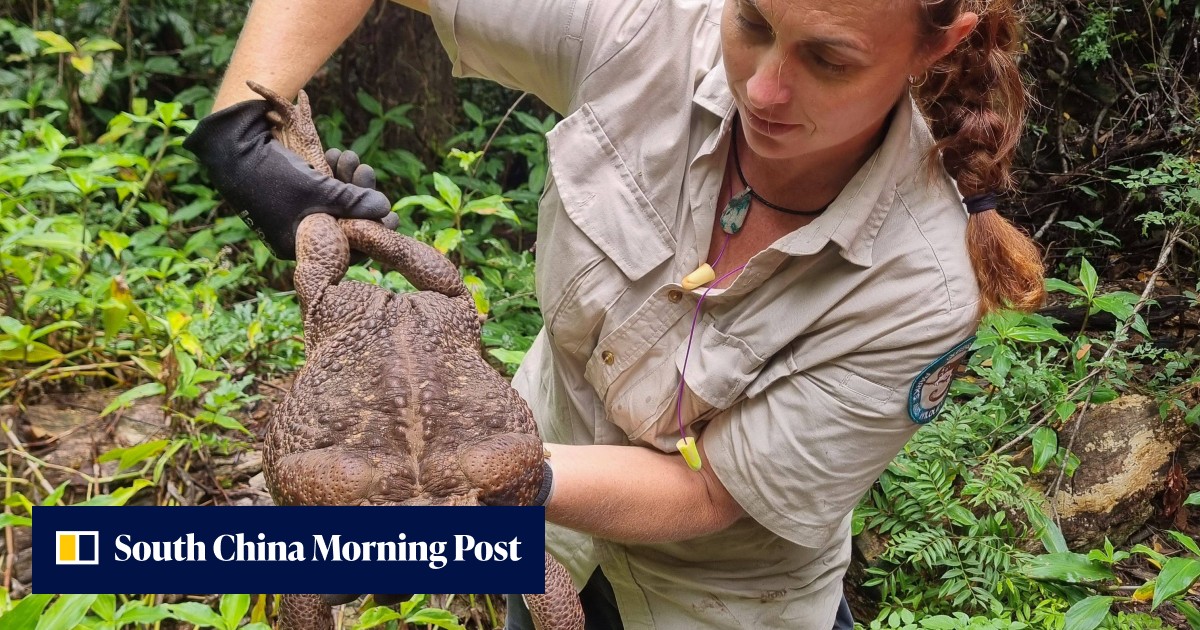 Australia uncovers 'monster' cane toad weighing same as newborn human baby - Vimarsana News