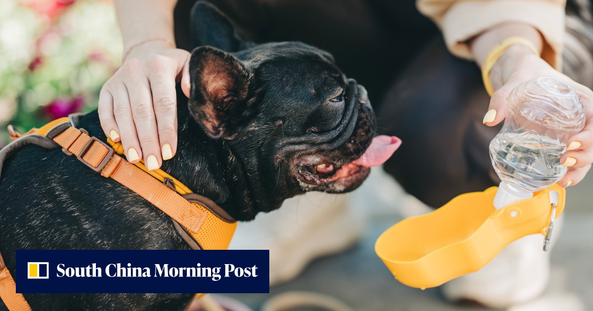 Netherlands to ban pets like flat-faced dogs, cats with folded ears to end health misery - Vimarsana News