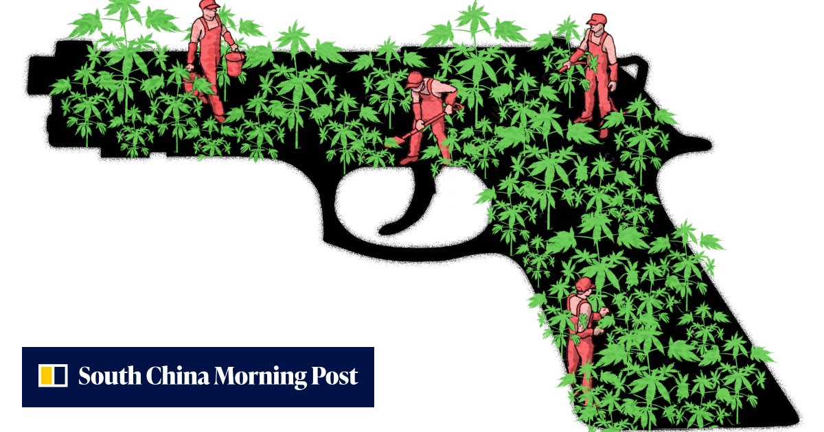 Oklahoma's marijuana murders: killings of Chinese workers reflect an illegal industry out of control - Vimarsana News