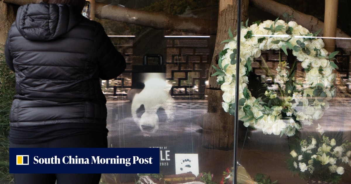 Chinese team to investigate death of giant panda Le Le in the US - Vimarsana News