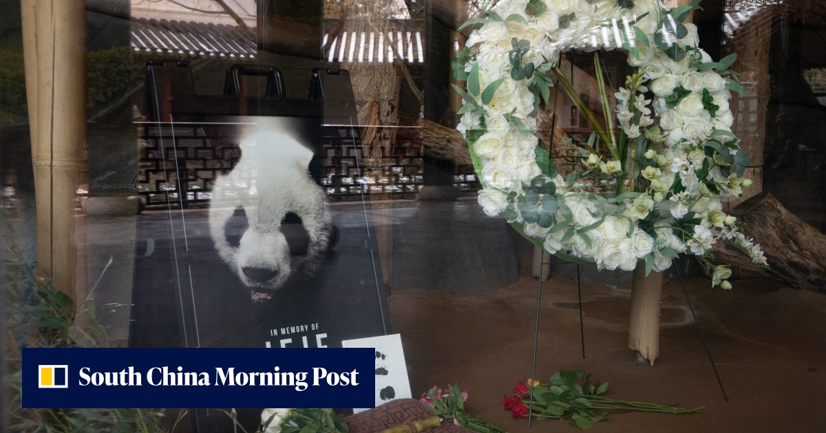 Autopsy reveals giant panda Le Le died of heart disease at US zoo - Vimarsana News