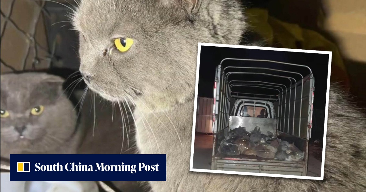 Cat owner in China tracks down missing pet 1,600km away and finds truck full of stolen felines heading for slaughterhouse - Vimarsana News