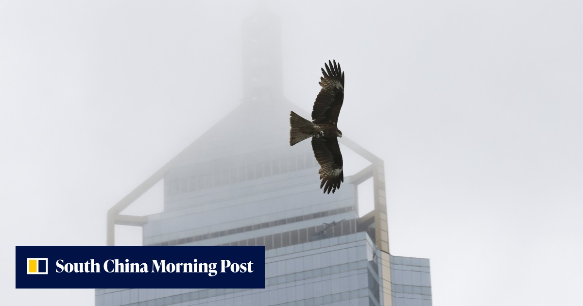 Glass and mirror facades on Hong Kong buildings blamed for nearly 200 bird-window collision cases recorded in 4 months - Vimarsana News