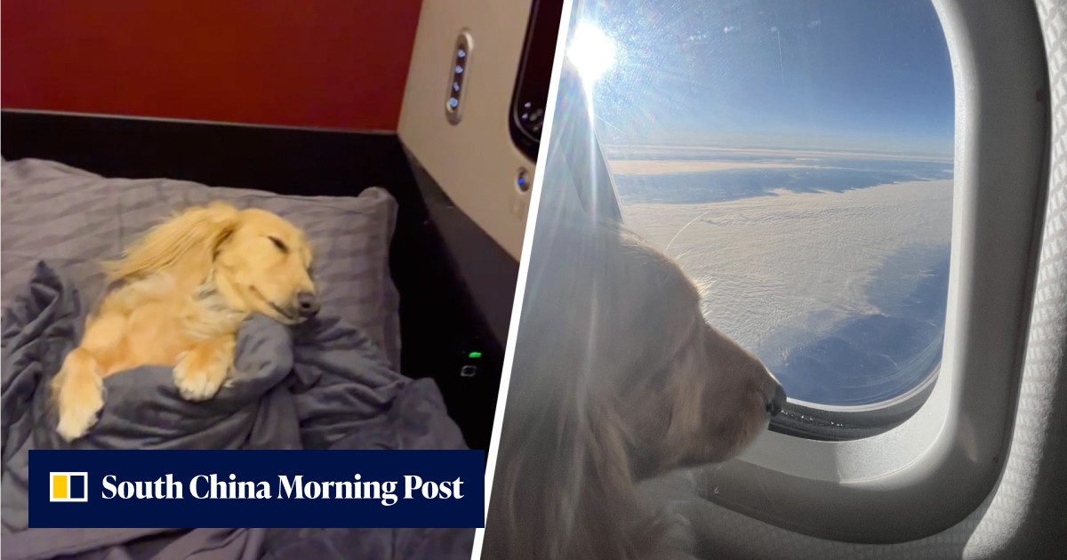 Fifi flies in style: jet-setting Hong Kong dog snoozes through Istanbul flight in business class, sparking online row over pampering - Vimarsana News