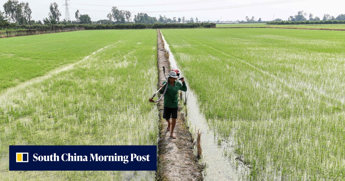 From India to China, Asia's 'rice bowl' is under threat due to groundwater woes - Vimarsana News