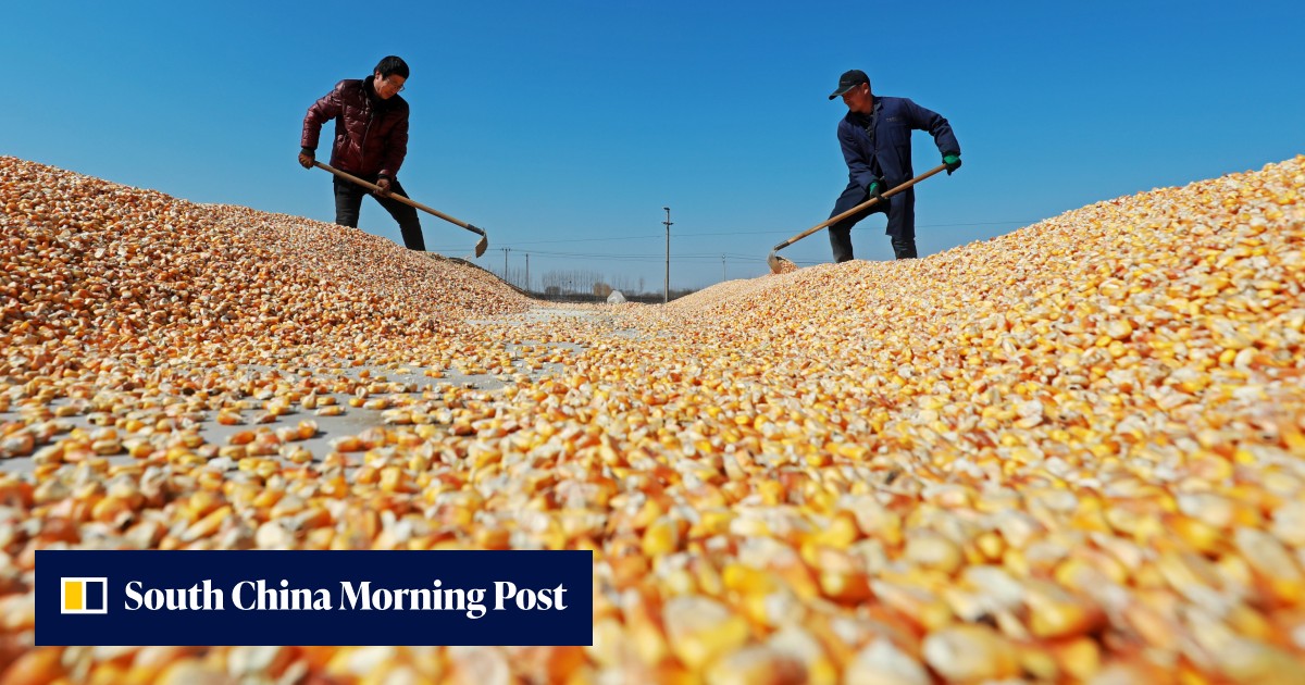 China ups US corn purchases at start of 2023 following record agricultural imports last year - Vimarsana News