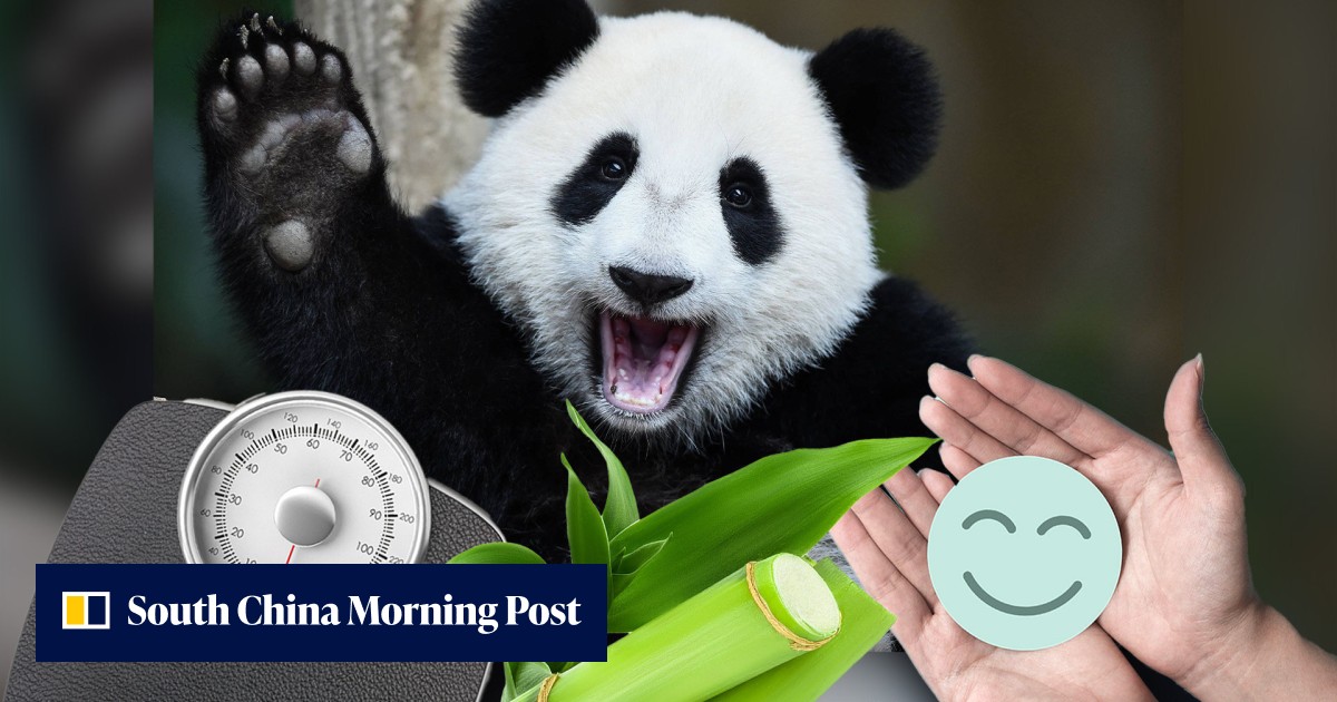 Toughest job in China? Zoo seeks panda keepers to feed, observe animals' mood, health, also weigh faeces – so far hundreds of applicants with zero success - Vimarsana News