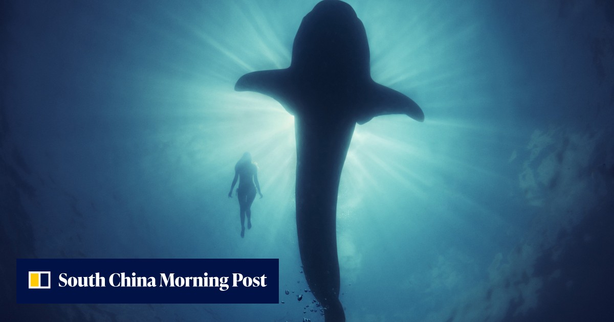 Underwater photography: how photographers take incredible photos of ocean life, and bring to light issues of marine behaviour and conservation - Vimarsana News