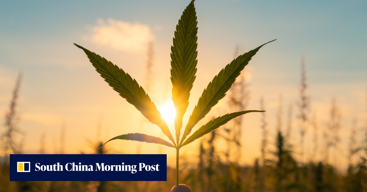 CBD, derived from cannabis, is banned in Hong Kong; elsewhere, it's in food, drinks, lotions and cosmetics, and feted as a cure-all. Here's the science - Vimarsana News