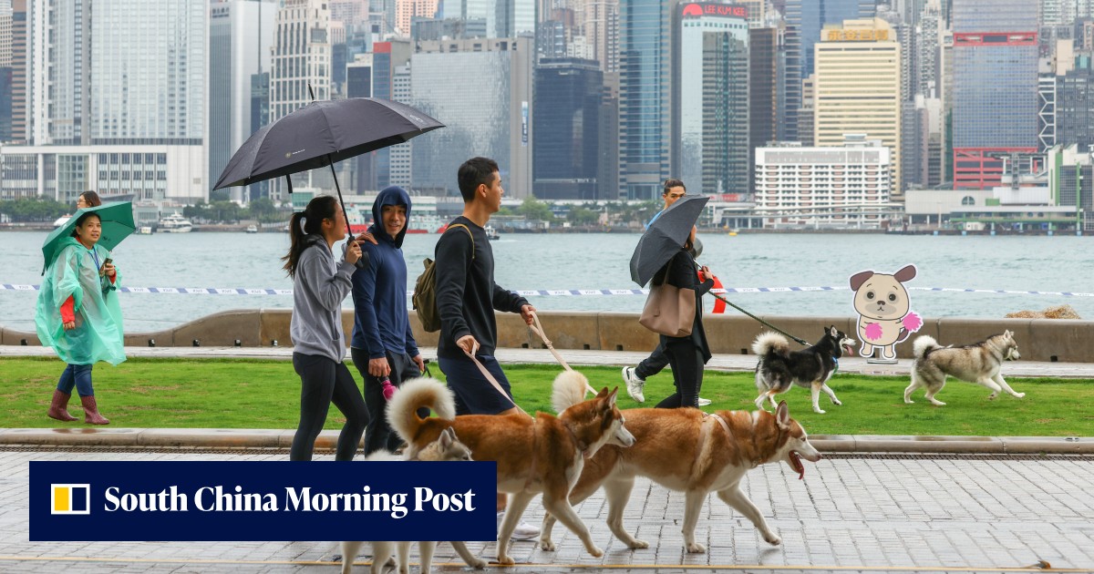 Narrow 200m pet access in city park unleashes debate on space for dogs in Hong Kong - Vimarsana News