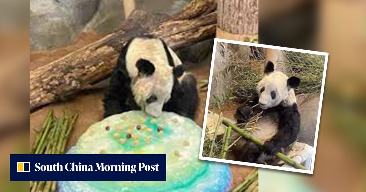Party time: 100 million watch farewell US gathering for Chinese giant panda Ya Ya as she prepares for long-awaited homecoming with iced fruit cake - Vimarsana News