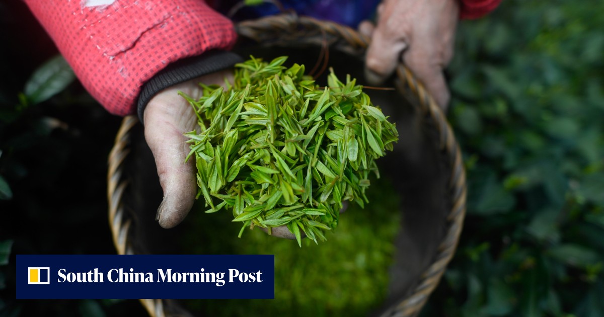 Scientists in China's tea hub claim to have brewed cheaper and healthier alternative protein from green tea residue - Vimarsana News