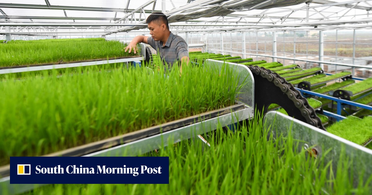 China ups food security drive, plans to grow 90 per cent of its grain by 2032, warning for US and Thai farmers - Vimarsana News