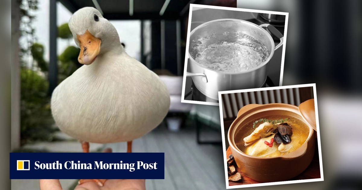 Lucky duck: Chinese police rescue stolen pet bird worth US$725 just minutes before it was due to be cooked for dinner by hungry thief - Vimarsana News