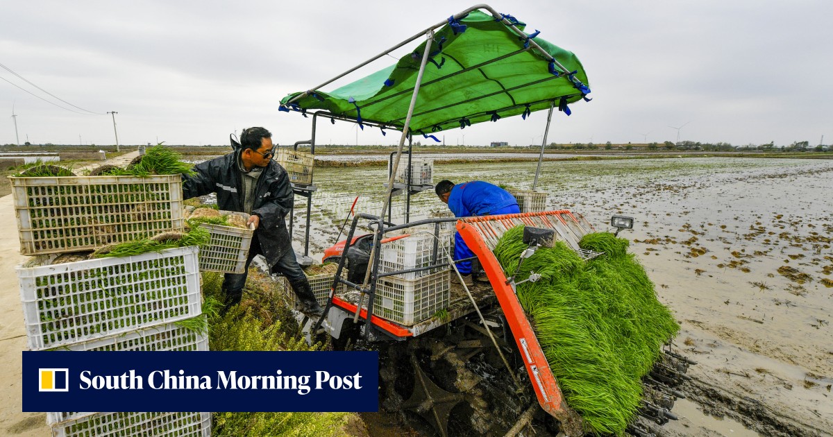 Extreme rainfall is taking a toll on China's rice crops, and it could get much worse - Vimarsana News