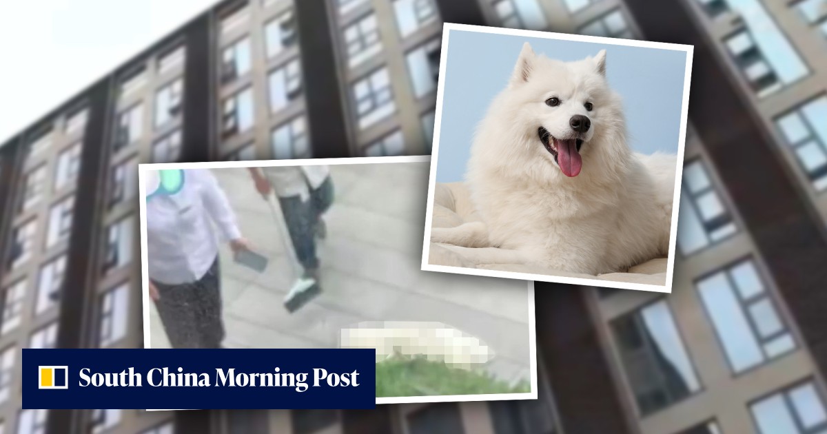 'A dog's life is also a life': man hurls dog from 7th floor during lovers' spat killing pet, detained for 'throwing object from height', angering many in China - Vimarsana News