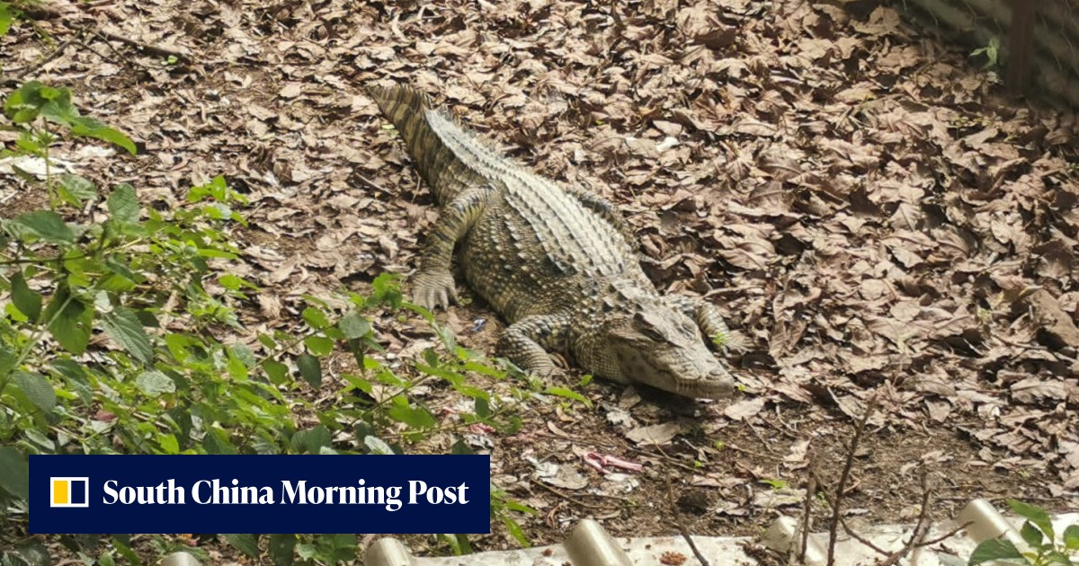 Illegal wildlife trade on rampage? As Hong Kong border opens, mainland Chinese pet shops offer to smuggle rare animals into city - Vimarsana News