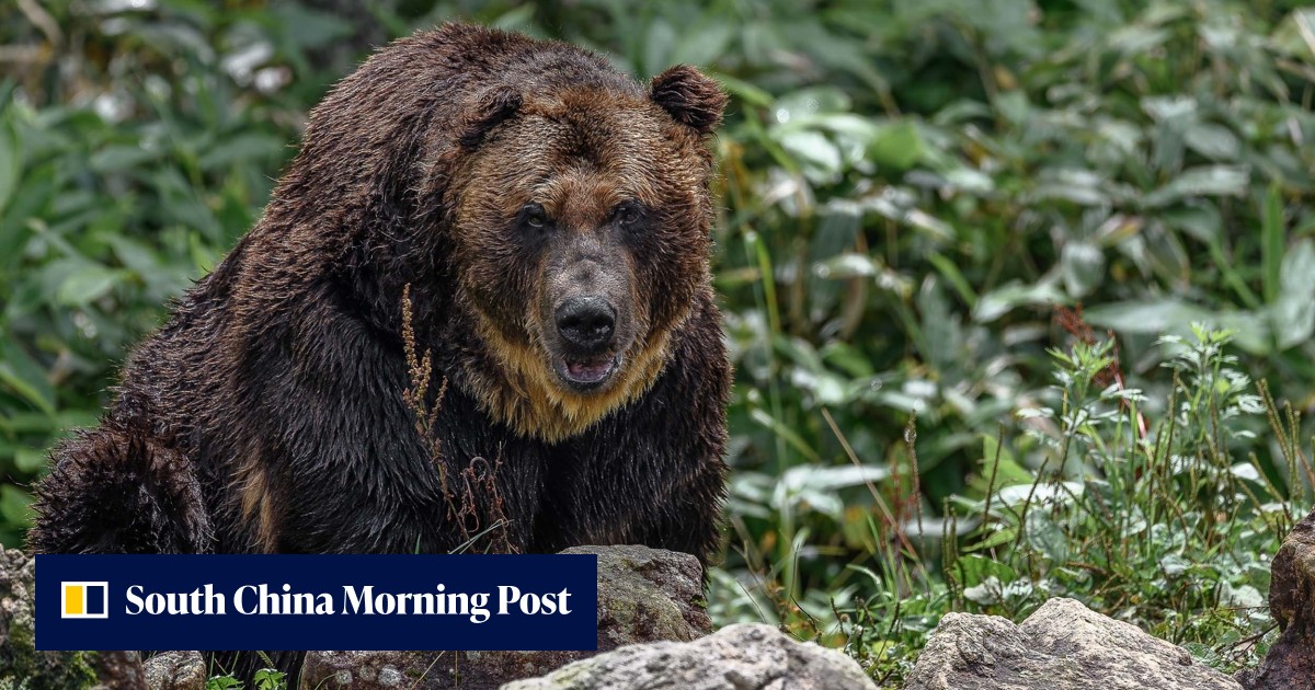 Japan's Hokkaido issues urgent bear alert after fisherman decapitated - Vimarsana News