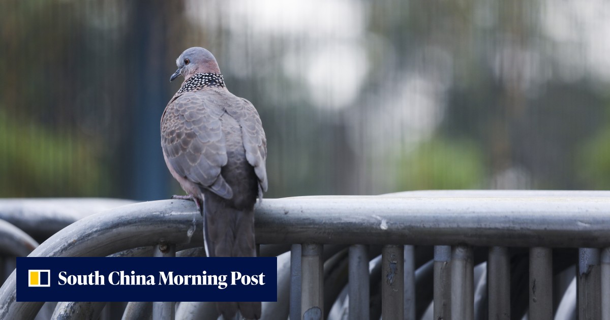 Hong Kong police arrest man on suspicion of animal cruelty after finding wild pigeon with broken wings - Vimarsana News