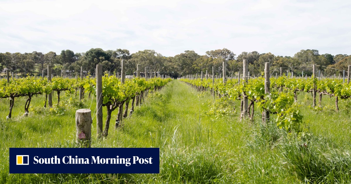 'There are cow horns with poo': a vineyard tour of McLaren Vale, centre of biodynamic winemaking in Australia - Vimarsana News