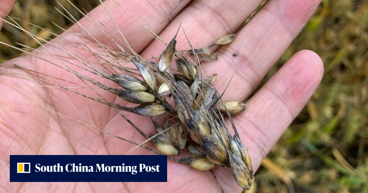 China loses millions of tonnes of wheat right before harvest, with global price implications - Vimarsana News