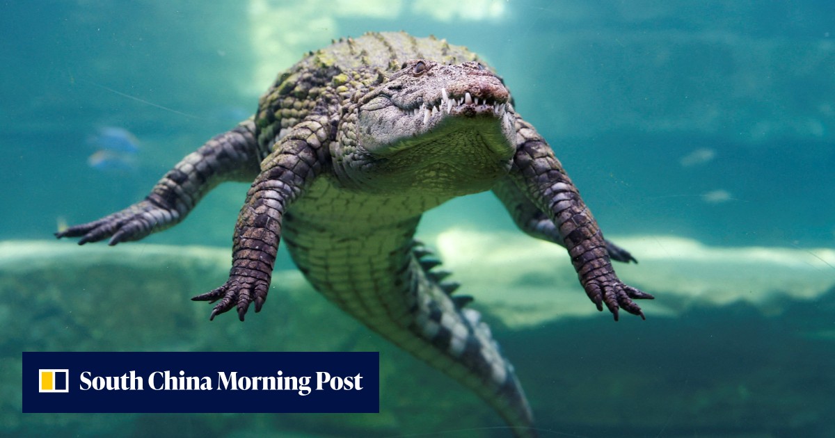 A man in Australia freed his head from a crocodile's mouth by prising its jaws open with his bare hands - Vimarsana News