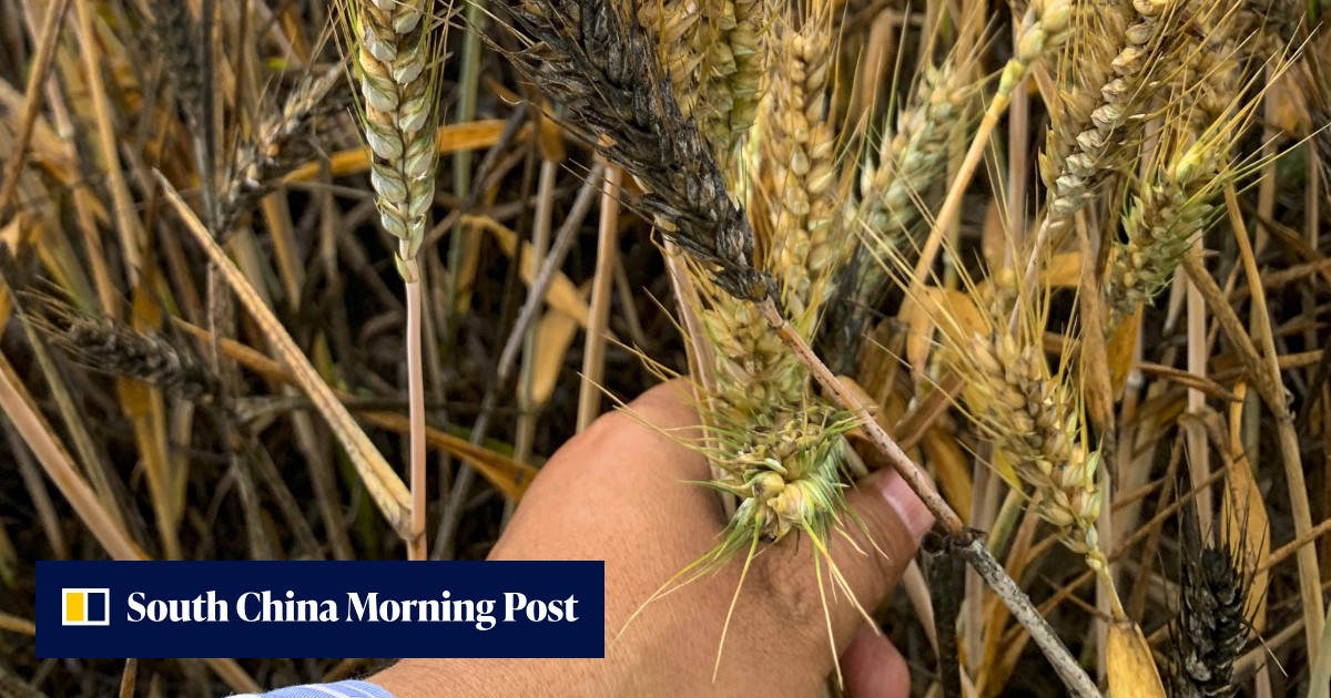 China food security: Beijing urges all-out wheat harvest efforts to limit rain-damage fallout - Vimarsana News