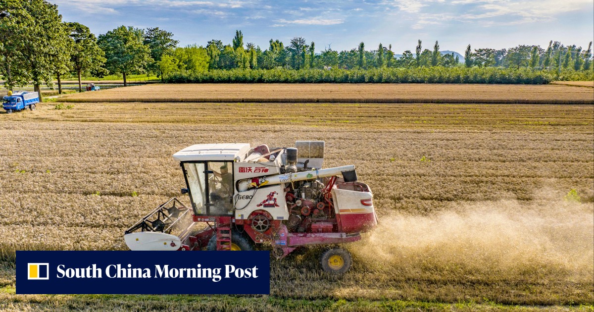 China's soaking wet wheat faces more weekend rain, putting farmers at risk of greater losses - Vimarsana News