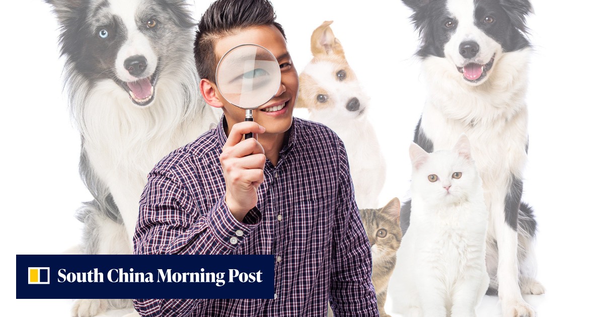 'Pet detectives' who search, rescue and return lost 'fur children' to owners give rise to new niche profession in China - Vimarsana News