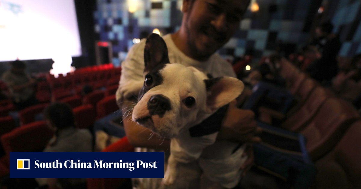 Thailand's first pet-friendly cinema opens to four-legged film-goers - Vimarsana News