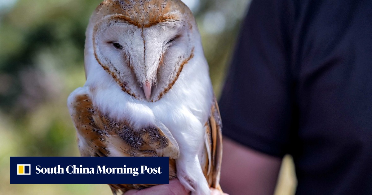 In Cyprus no-man's-land, owls come to the rescue of farmers | South China Morning Post - Vimarsana News