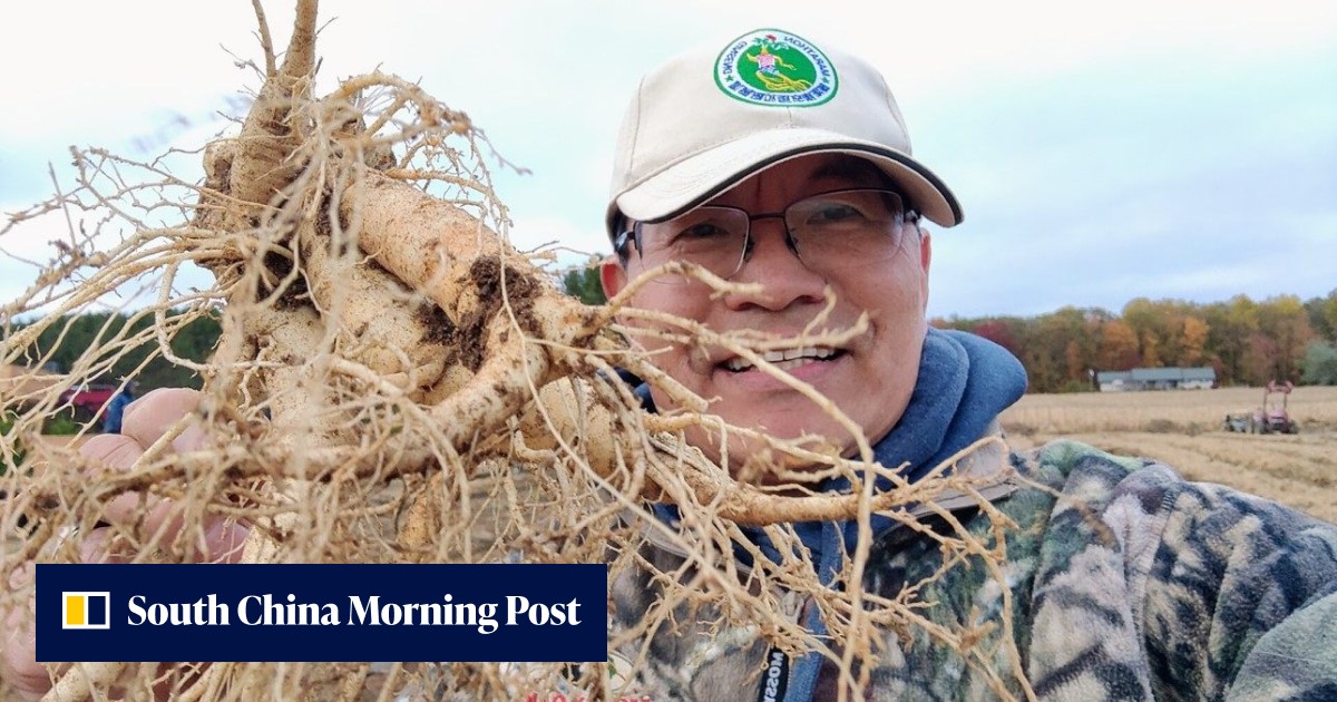 US' once exclusive ginseng crop – a TCM favourite in China – still withering under trade war despite a 5-year search for relief - Vimarsana News