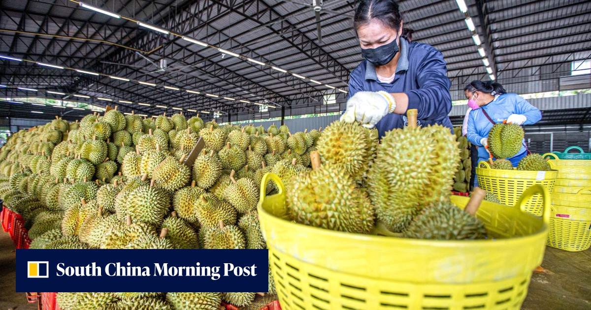 China's first durian sales just days away after month-long delay due to weather - Vimarsana News