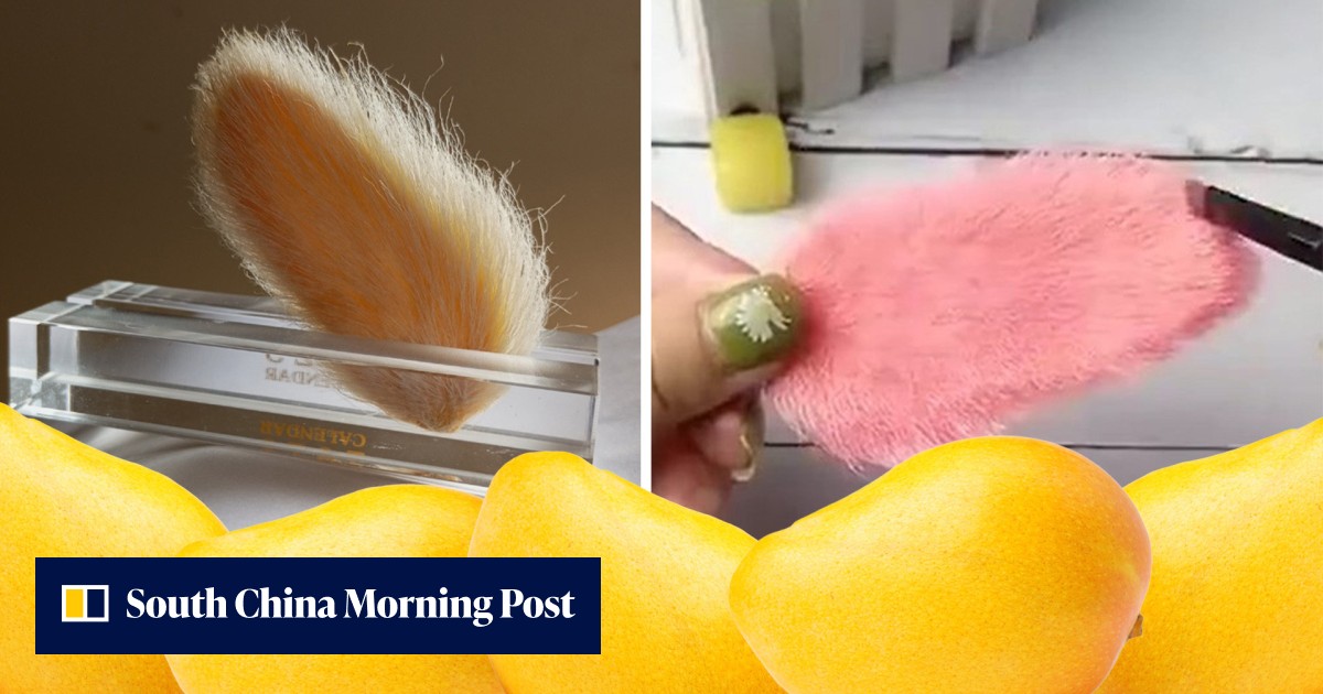Mango pits as pets: young people in China 'raise' hairy seeds like dogs and cats, grooming them, even keeping bizarre diary - Vimarsana News